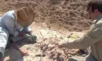  ۴۰۰ قطعه فسیل ۱۰ میلیون ساله در مراغه کشف شد