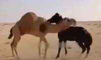 شتر کشتی‌گیر، اسب خشمگین را ضربه‌فنی کرد!