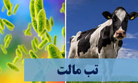 همه چیز درباره «بیماری هزار چهره»