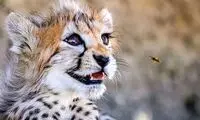 پیروز نباید تاکسیدرمی می‌شد
