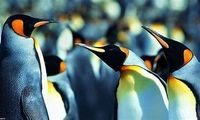 دیدن این پنگوئن‌ها خوشحالتان می‌کند
