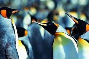 دیدن این پنگوئن‌ها خوشحالتان می‌کند