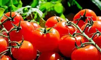 قیمت گوجه فرنگی تعدیل می‌شود
