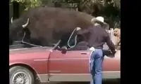 جابجایی گاو غول پیکر با خودروی آمریکایی!