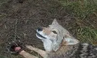 لحظه دلهره‌آور نجات گرگ درنده توسط زن شجاع