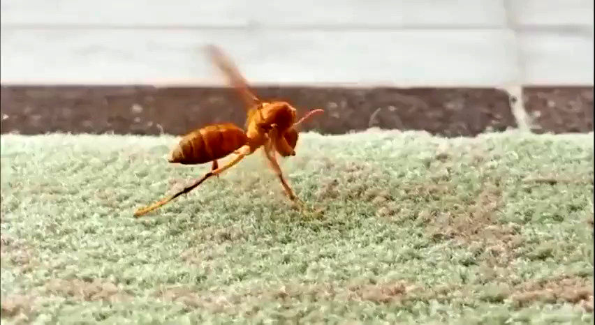 تلاش جالب یک زنبور برای برگرداندن سر کنده شده خود روی بدنش