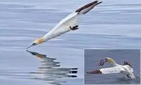  شیرجه‌زدن با این سرعت در آب، مساوی مرگ است!