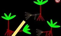 درختی که «پا» دارد و بعضی‌ها می‌گویند «راه می‌رود»