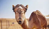 معمای چالش برانگیز مسابقه شترها برای بدست آوردن ارث پدر