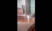 ببینید: واکنش خنده‌دار یک گربه به سکسکه خودش