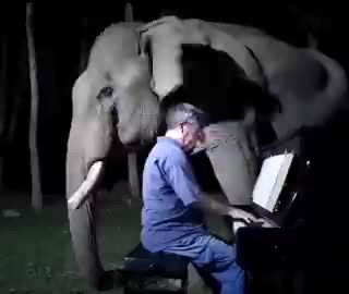 لحظه ناب از گریه فیل کور بعد از شنیدن موسیقی