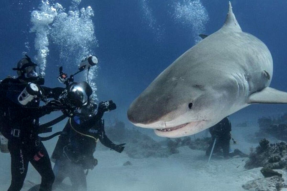 تجمع کوسه‌های جزیره کیش در ساحل سیمرغ