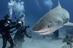 تجمع کوسه‌های جزیره کیش در ساحل سیمرغ