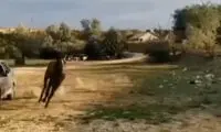 شوخی با اسب بی‌اعصاب کار دست یک مرد داد!
