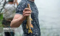 تصاویری از مراسم جالب قرق‌شکنی در مازندران