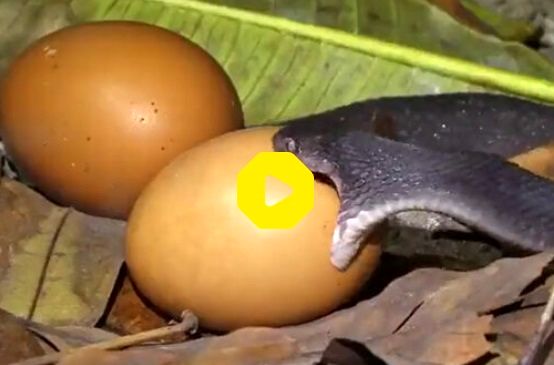 تلاش غیرقابل باور یک مار برای بلعیدن تخم‌مرغ