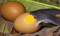 تلاش غیرقابل باور یک مار برای بلعیدن تخم‌مرغ