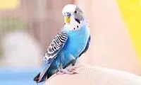 حسودی بامزه یک مرغ عشق به جوجه عروسک پلاستیکی که وایرال شد!