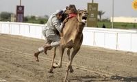  بازی هندبال روی شتر برای نخستین بار در قطر