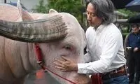  ملاقات آقای نخست‌وزیر با گاومیش ۲۵ میلیاردی