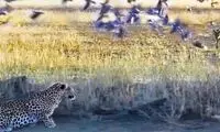 پلنگ یک شغال در حال شکار را شکار کرد
