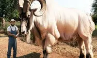 این بز عظیم‌الجثه ۴۰۰ کیلو وزن دارد!