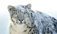 لحظه تماشایی حمله پلنگ برفی به گربه پالاس 