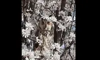 تصویری زیبا از استتار یک جغد در میان شکوفه‌های بهاری