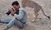 شیطنت بامزه آذر، توله یوز ایرانی با یک محیط‌بان