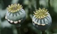 آمار عجیب از کِشت غیرقانونی تریاک در ایران