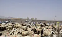 قیمت دام زنده الان چند است؟ الان چی؟!