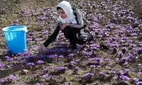 طلای سرخ ایران، برند اسپانیا!