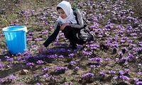 طلای سرخ ایران، برند اسپانیا!