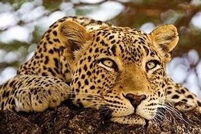 پلنگ ایرانی روی شاخه درخت در مازندران رویت شد