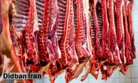 گوشت شتر کمیاب و گران شد!