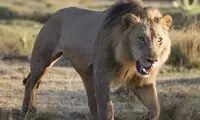 دو شیر بی‌رحم، کفتار سیاه‌بخت را در خواب به دام انداختند!