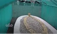 رونمایی طالبان از قبر ملاعمر