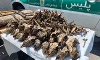  کشف جمجمه ۴۱ آهو در چاهی در شاهین‌شهر