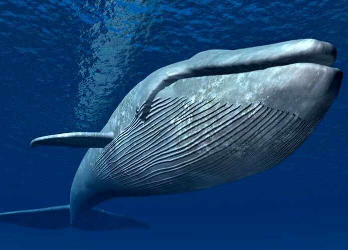 تصویری اعجاب‌انگیز از قلب نهنگ آبی