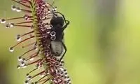 لحظه فوق‌العاده شکار حشره توسط گیاه حشره‌خوار!