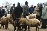 قیمت هر کیلوگرم بره نر زنده اعلام شد