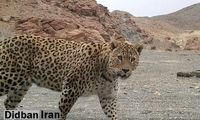  آمار وحشتناک تلفات «پلنگ ایرانی» طی ۱۲ سال