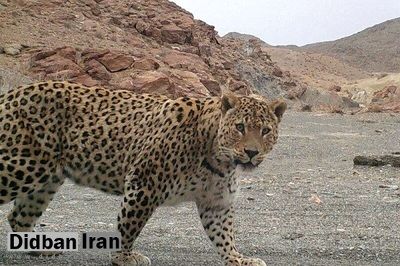  آمار وحشتناک تلفات «پلنگ ایرانی» طی ۱۲ سال