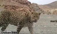  آمار وحشتناک تلفات «پلنگ ایرانی» طی ۱۲ سال