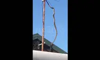 حمله هولناک یک مار سمی و اعدام یک کلاغ!