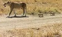 لحظه دلهره‌آور مواجه یک کوهنورد با شیر کوهی