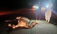 شترهای سرگردان در جاده چابهار حادثه آفریدند