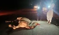 شترهای سرگردان در جاده چابهار حادثه آفریدند