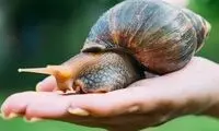 لحظه دیدنی غذا خوردن حلزون از نمای نزدیک!