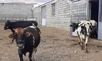 شیوع مرگبار هاری گاوی در یک استان از کشور